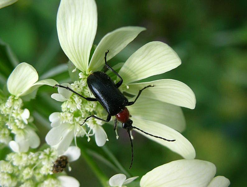 Cerambycidae: Dinoptera collaris